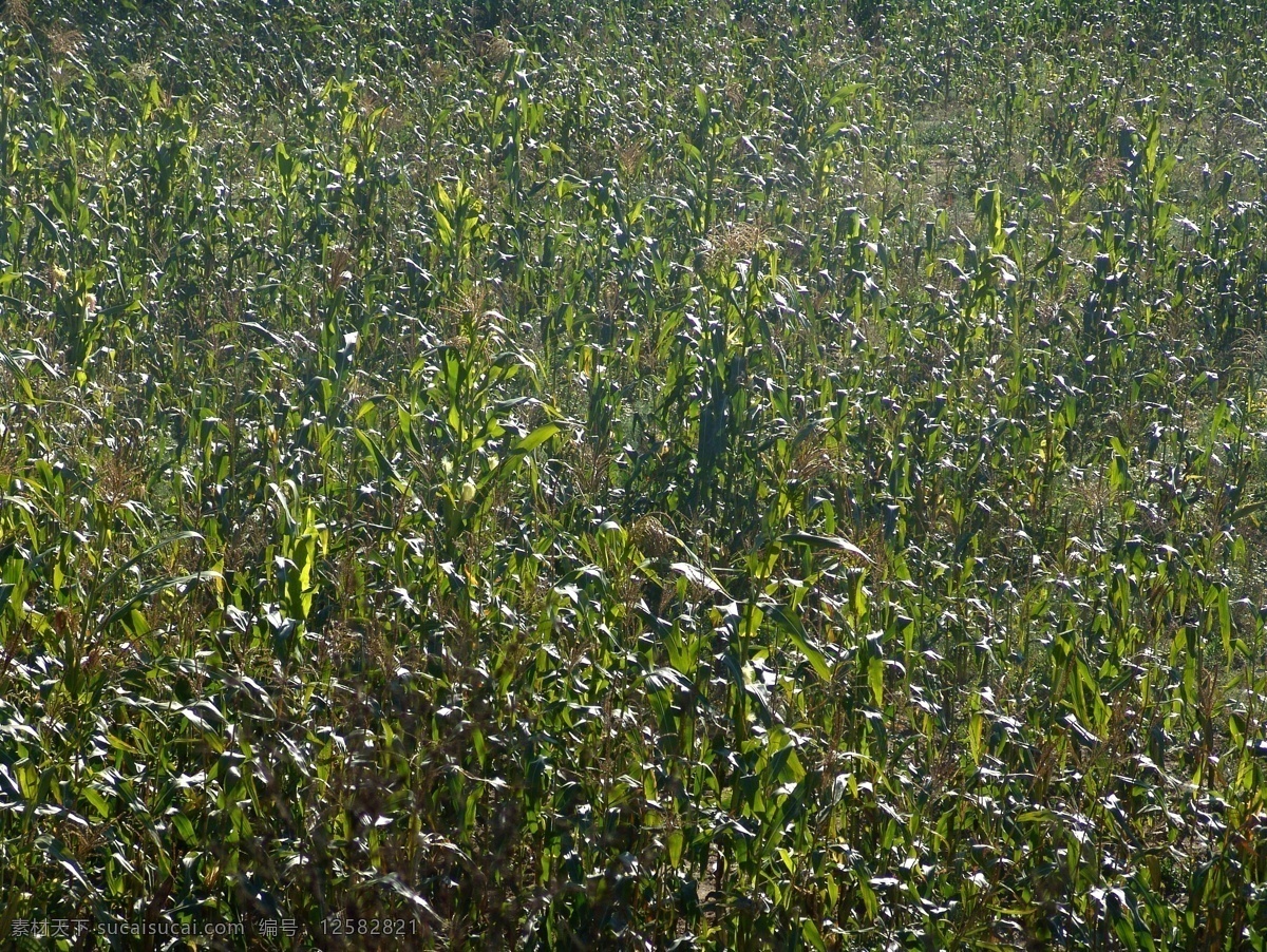 秋季 田地 中 成熟 玉米 季节 风景摄影 秋收 自然风景 自然景观 黑色