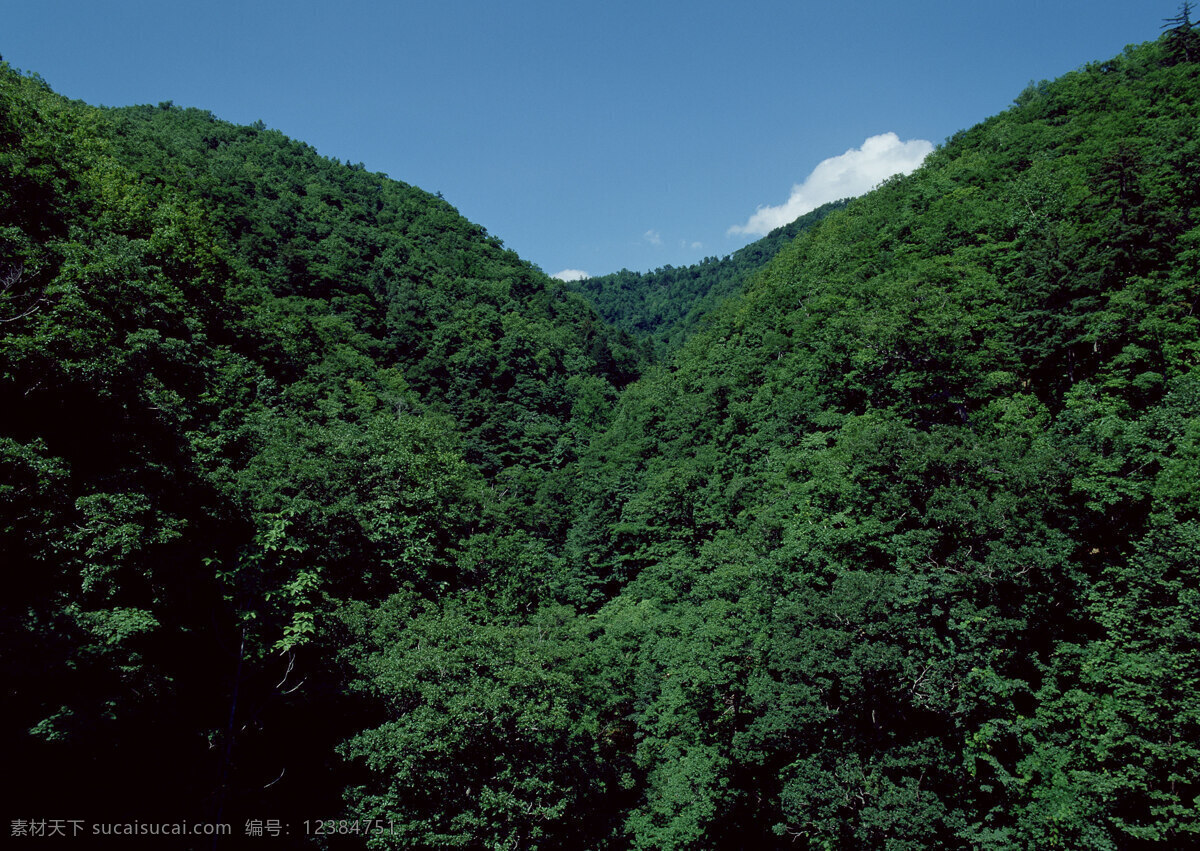 原始森林 森林 自然风景 自然景观