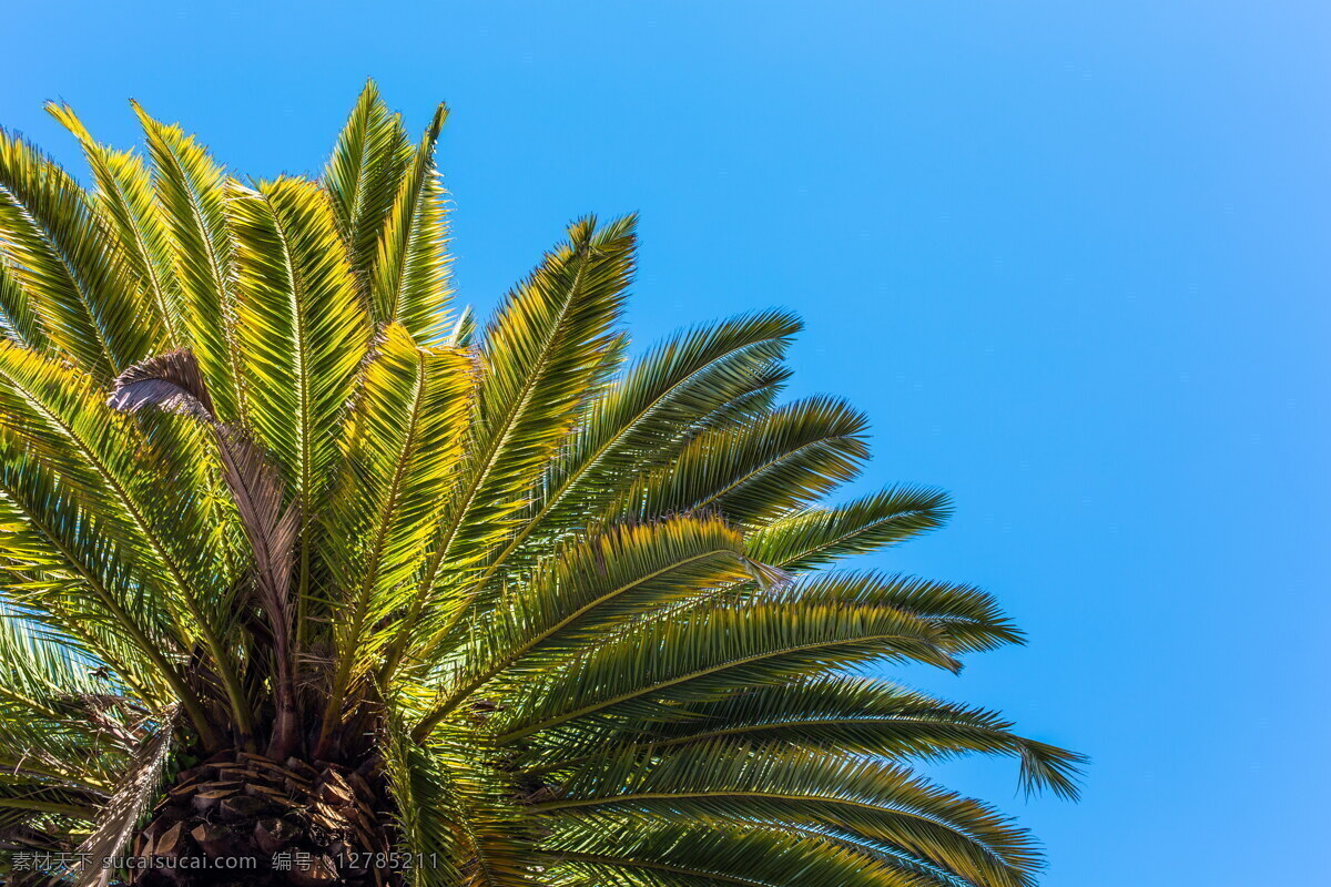 热带 棕榈树 高清 棕榈 绿树 热带棕榈 树枝