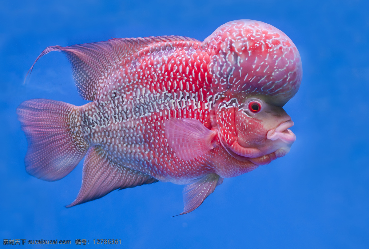 罗汉鱼摄影 罗汉鱼 海鱼 海底世界 海洋生物 海洋动物 鱼类动物 水中生物 生物世界 蓝色