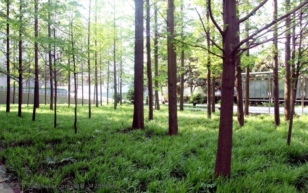 绿色树林 绿色 树林 绿地 阳光 树群 生物世界 树木树叶