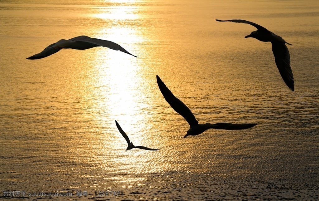 海鸥 水鸟 海鸟 飞翔的鸟 大雁 野鸭 天鹅 白鹤 鹅 动物 鸟类 鹤 飞鸟