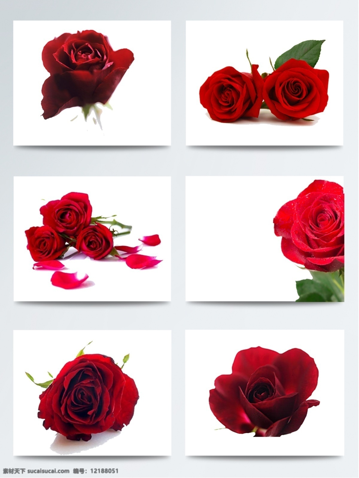 红色 浪漫 玫瑰 花朵 七夕 情人节
