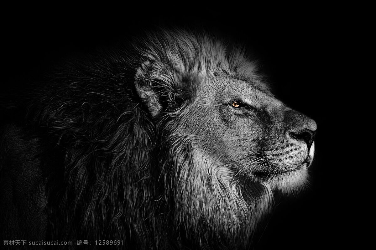 动物狮子 狮子 黑白 动物 兽 万兽之王 非洲 威武 狮子头 森林之王 生物世界 野生动物