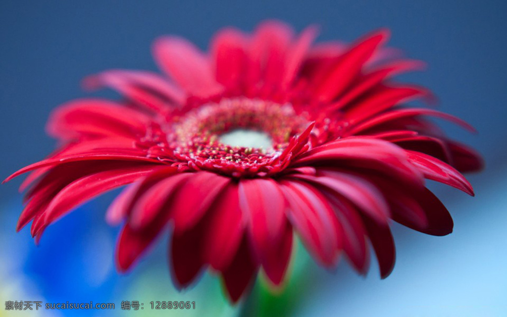 位图免费下载 服装图案 高清 花朵 位图 植物 写实花卉 面料图库 服装设计 图案花型