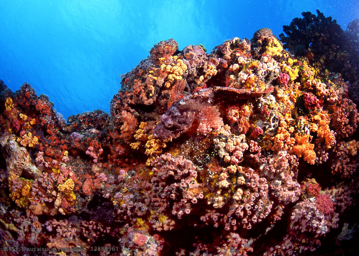 石 頭 魚 大自然 海底 摄影图库 生物 生物世界 水中 鱼类 石頭魚 景觀 景象 動物 水中生物 魚類