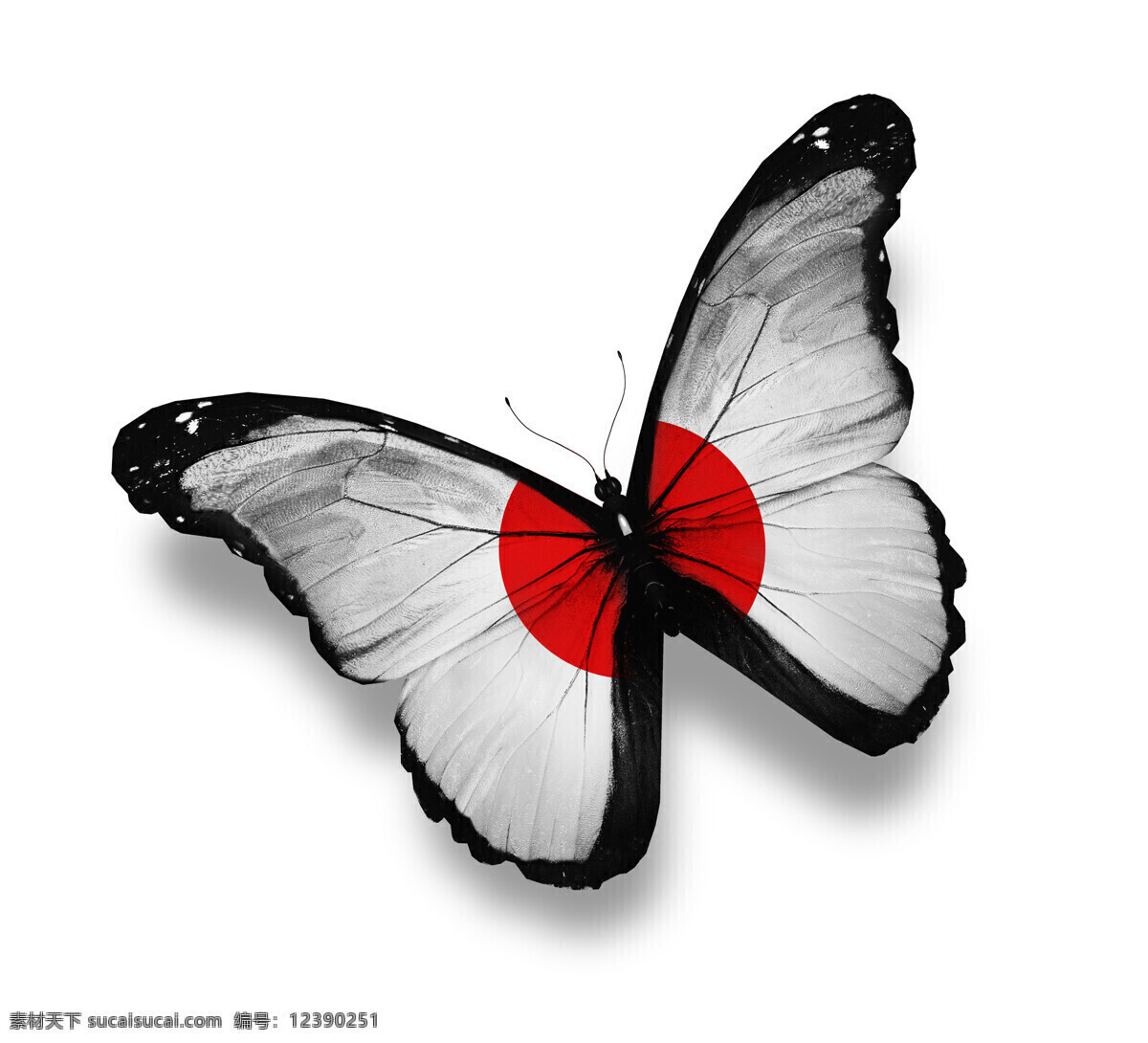 日本 国旗 蝴蝶 日本国旗 美丽蝴蝶 漂亮蝴蝶 昆虫动物 国旗图片 生活百科