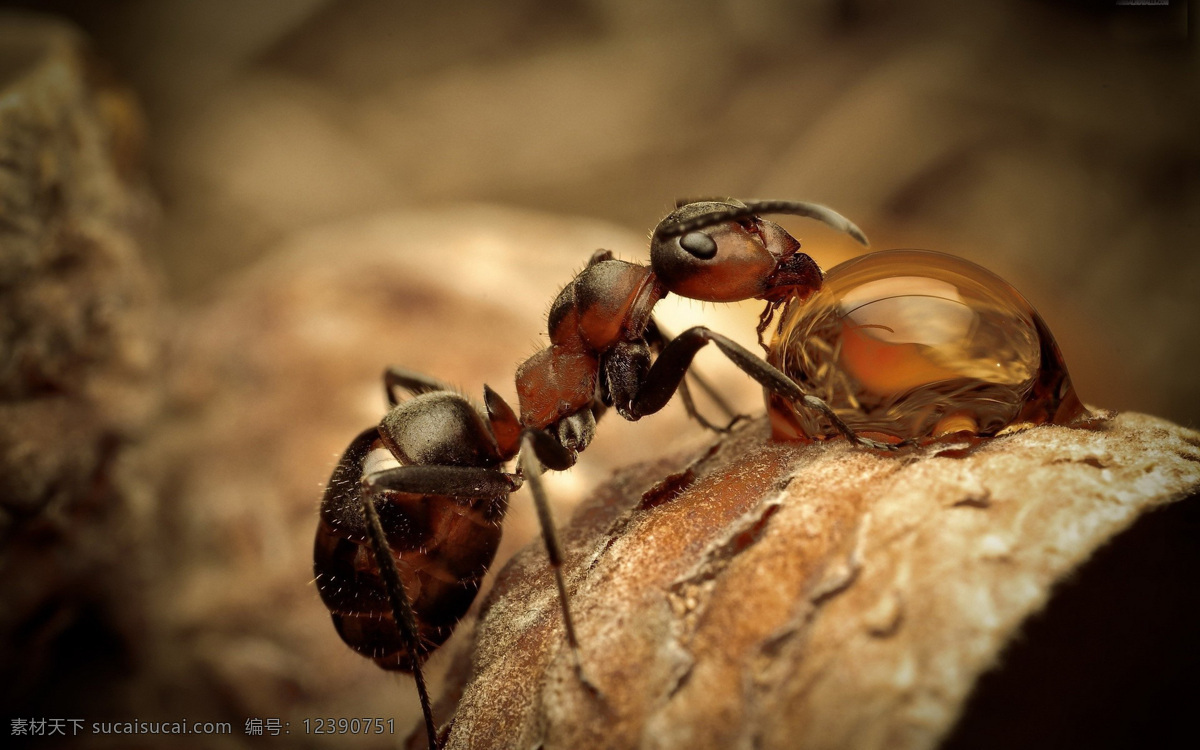 蚂蚁 动物 露水 觅食 清晨 昆虫 生物世界 黄色