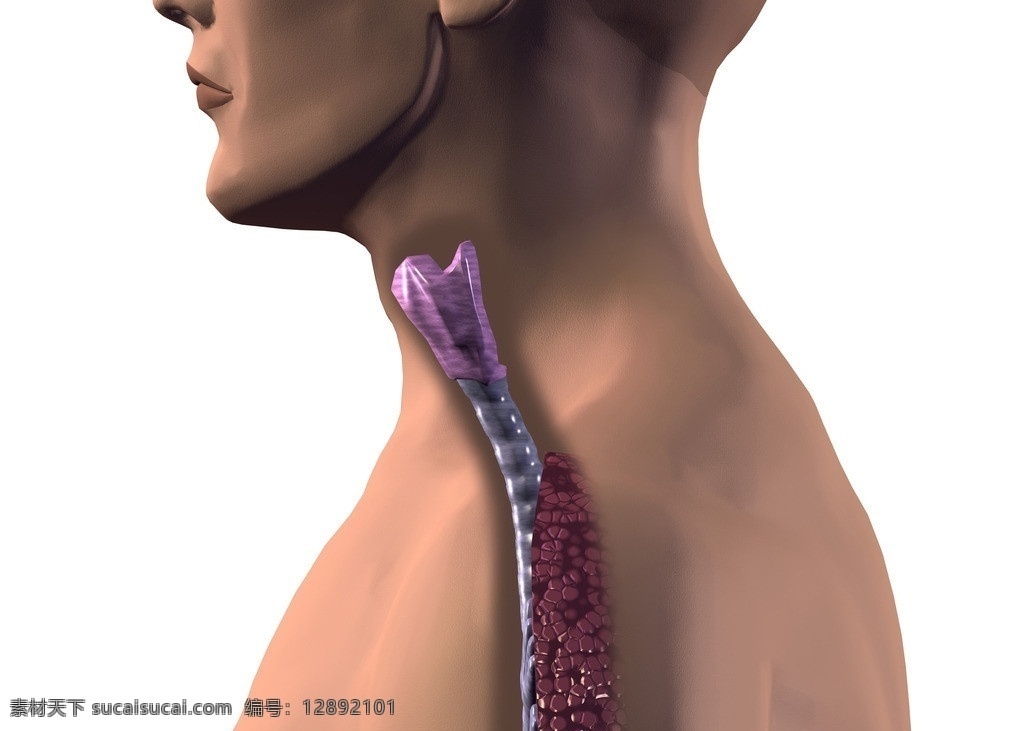 食道 进食 消化系统 3d器官 人体研究 医学器官 人体解剖 医学器官图鉴 医疗护理 现代科技