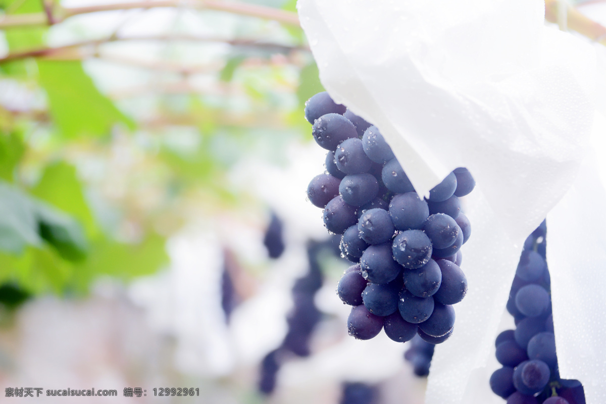 葡萄园 樱桃葡萄 夏黑葡萄 向葡萄 万州 新鲜 果园 葡萄 葡萄基地 现代农业 高清水果 青葡萄 生物世界 水果