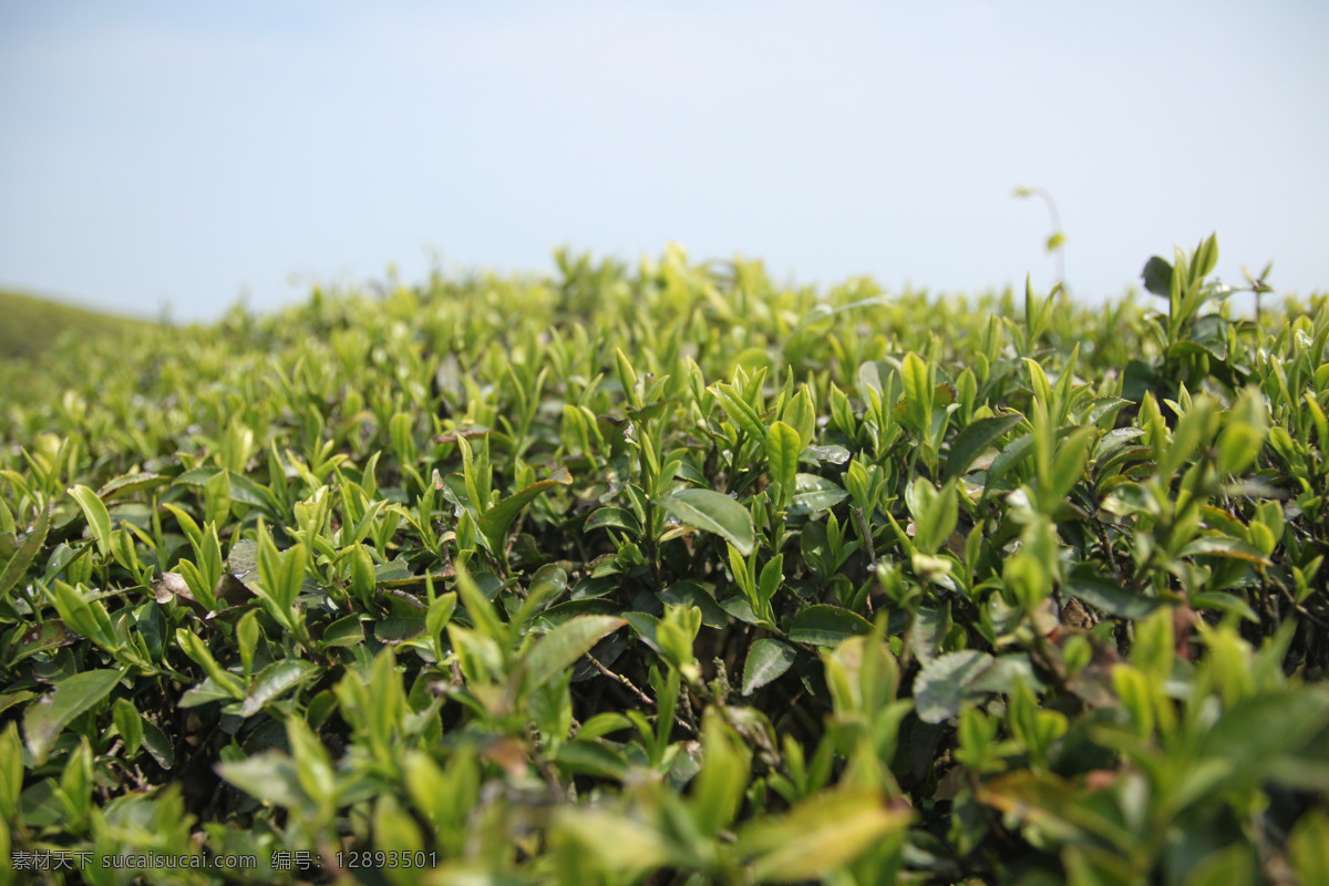 春天的茶山 茶叶 采茶 绿茶 春天 春季 茶山 全屏海报 自然景观 自然风景