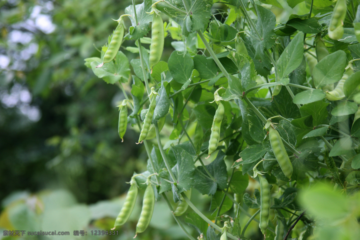 扁豆 豌豆 豌豆荚 蔬菜 食材 植物 生物之窗 生物世界