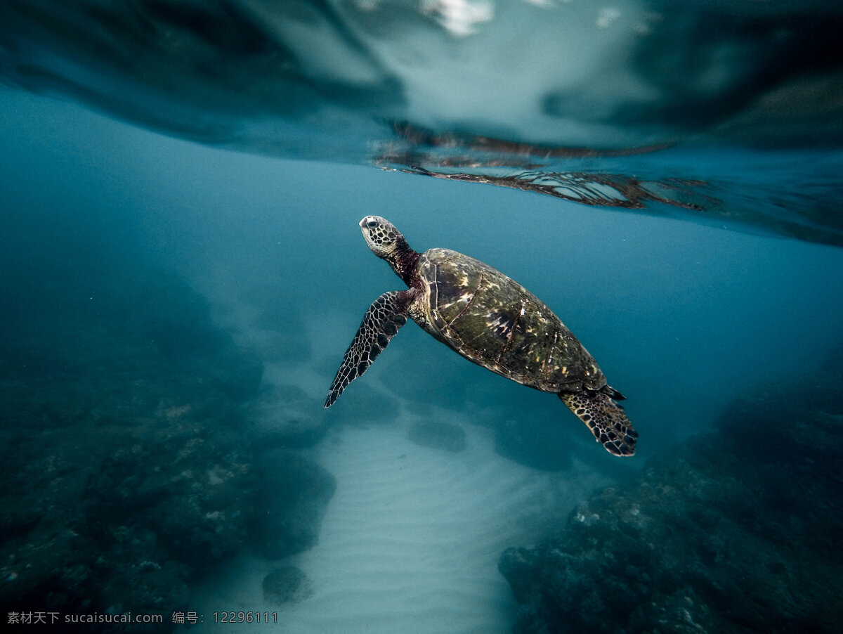 海洋生物 海龟 海 太平洋 鱼 海洋 鱼类 海鱼 海产 药用价值 药用 背景 动物 水下 自然 大海 海底世界 鳍 海洋馆 海底 海底壁纸 海底背景 海底素材 海底生物 海底动物 游动 生物世界