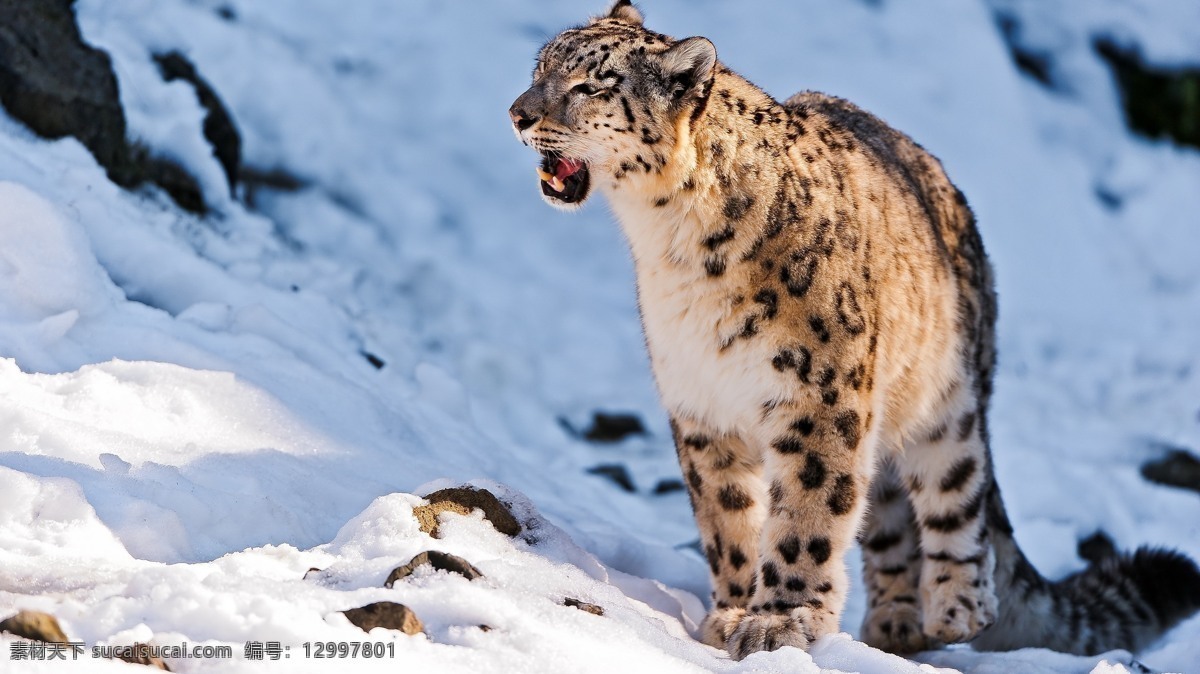 雪豹 珍稀动物 野生动物 保护动物 生物世界
