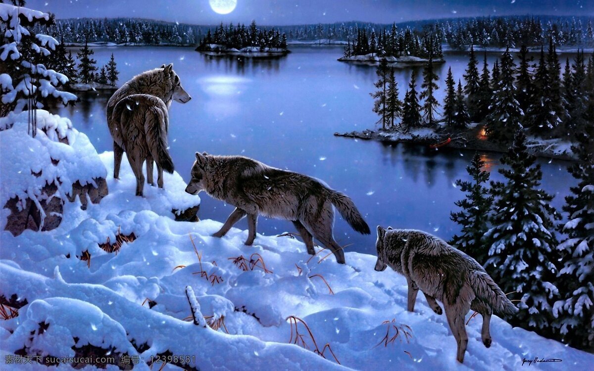 狼狗 野狼 暗夜 月亮 白雪 东北 森林 暗夜森林 生物世界 野生动物