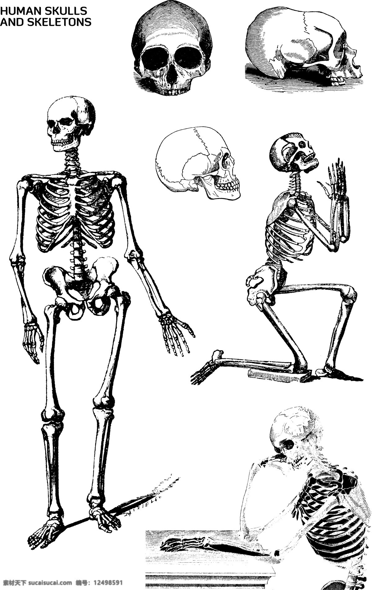 人类 骨头 骨架 矢量 人类骨头骨架 人类骨头矢量 人类骨头素材 人类骨头 人类骨架 人类骨架矢量 人类骨架素材 共享设计矢量 生活百科 医疗保健