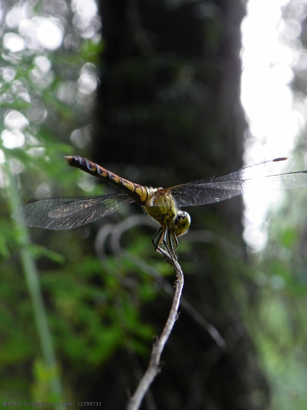 蜻蜓 昆虫 绿草 绿叶 生物世界 树枝 透明翅膀 树杆 psd源文件
