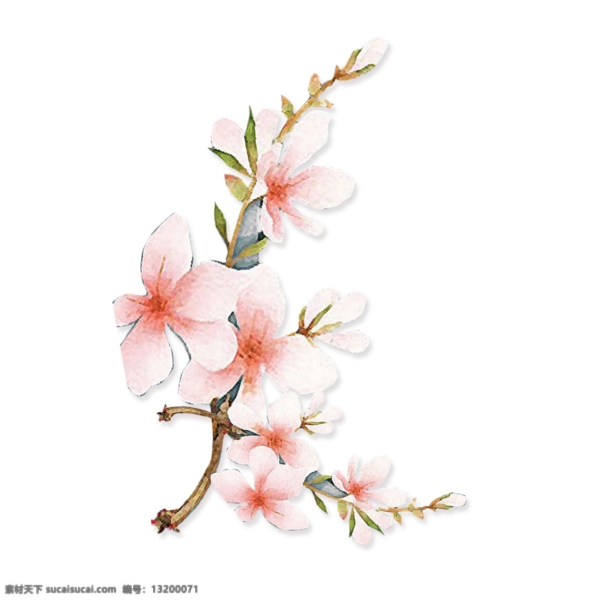 浪漫 粉色 花枝 卡通 透明 水彩 盛开 装饰图案 免扣素材 透明素材