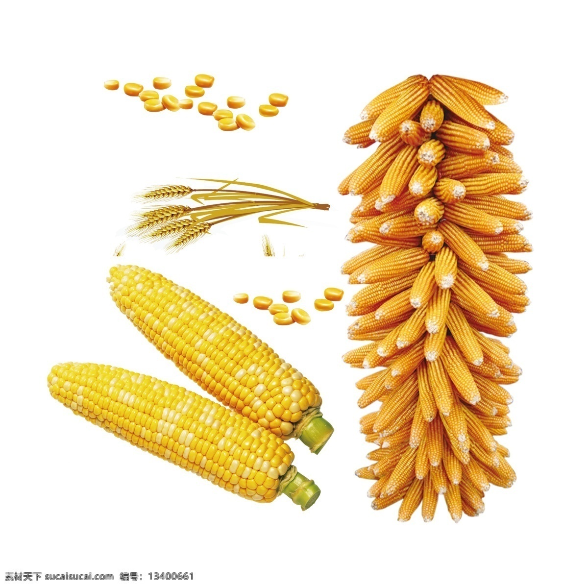 玉米大豆 玉米穗 小麦 苞谷 农作物 一串 分层 源文件