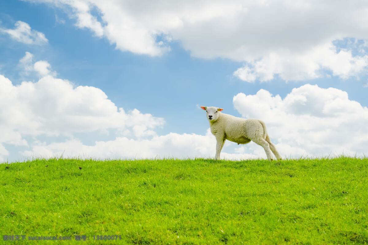 羊养殖 牧场 农业 羊群 动物 白羊 小羊 家畜 绵羊 羊摄影 羊抓拍 羊素材 羊壁纸 羊拍摄 一只羊 养羊 生物世界 家禽家畜