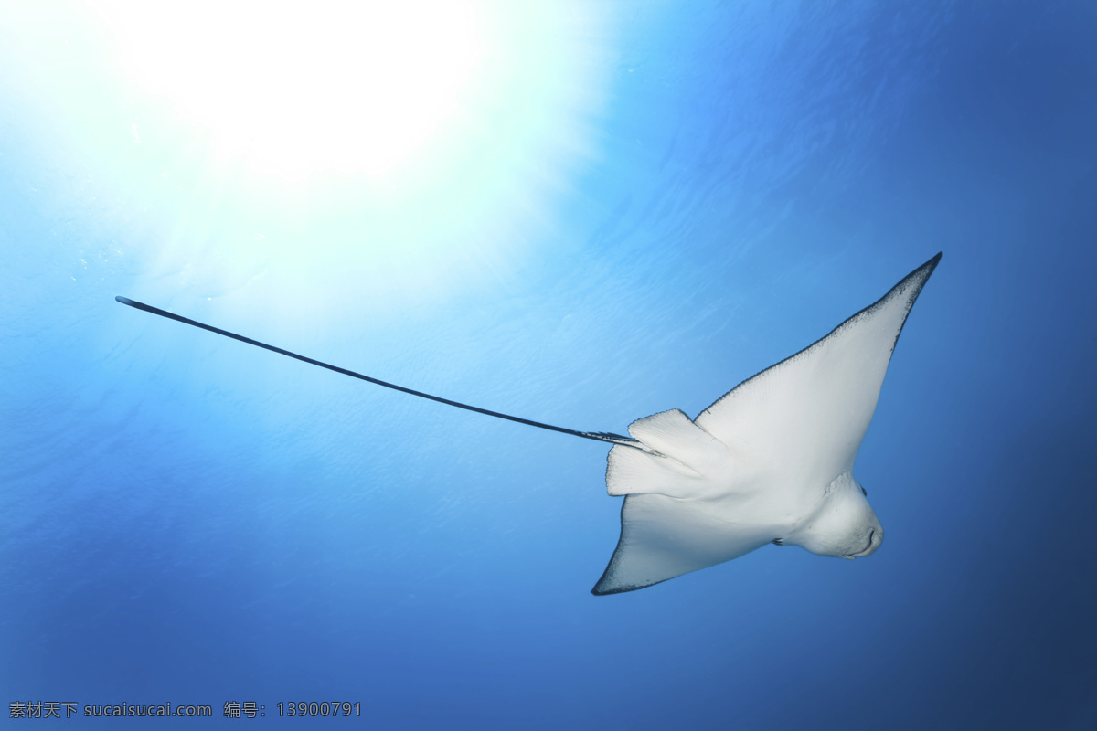 光 海 海洋生物 射线 深 生物世界 阳光 鳐鱼 鱼 下面 水 科莫多 印支太平洋 低角度查看 水下 热带气候 印度尼西亚 脊椎动物 软骨鱼类 国家公园 蝠鲼 鲼