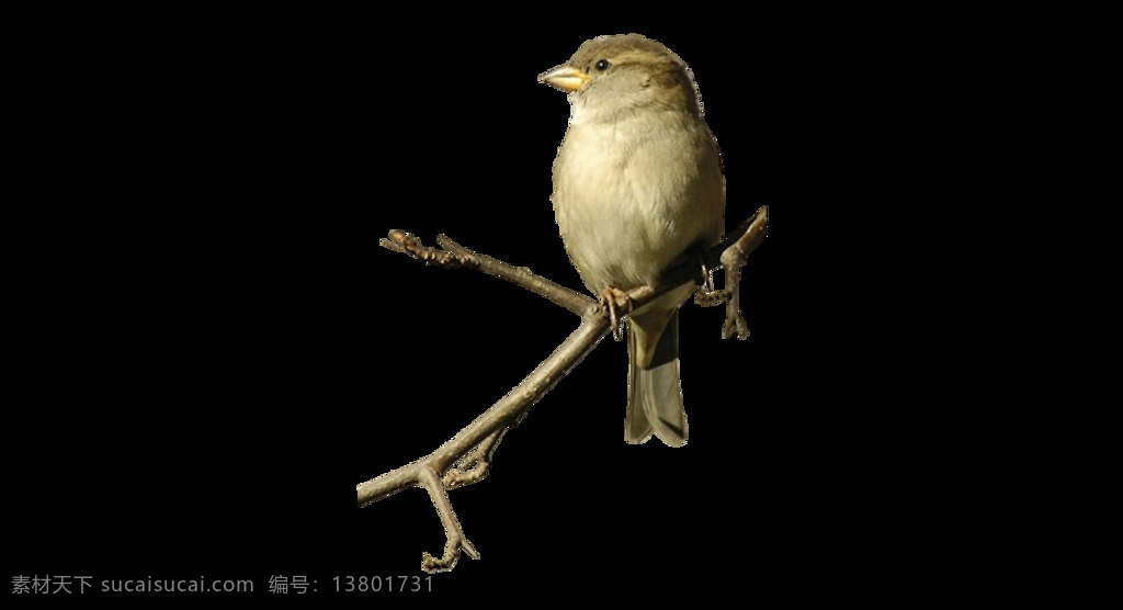 黄色 小鸟 元素 png元素 百灵鸟 免抠元素 树枝 透明素材