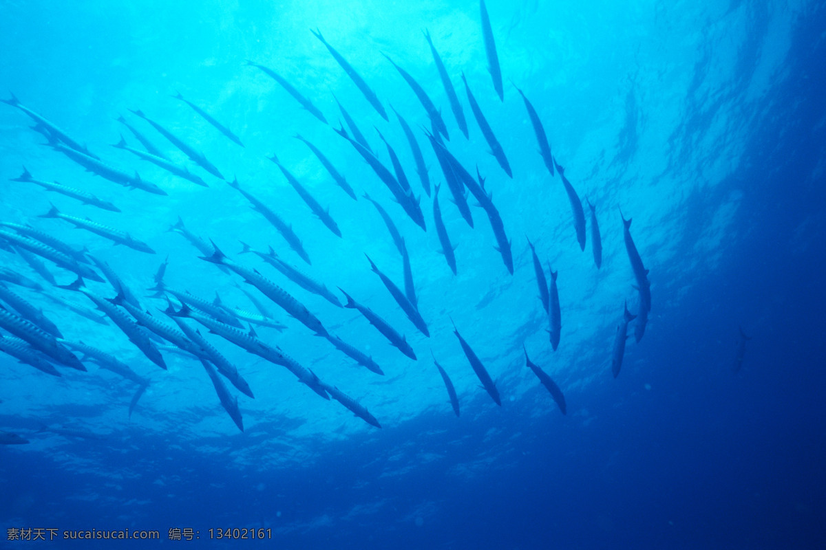 海底 世界 大海 海鱼 生物世界 鱼 鱼类 鱼群 底世界