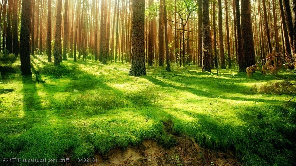 草地 春天 风景壁纸 绿色 树林 自然风景 自然景观 深处 绿草如茵 系列 psd源文件