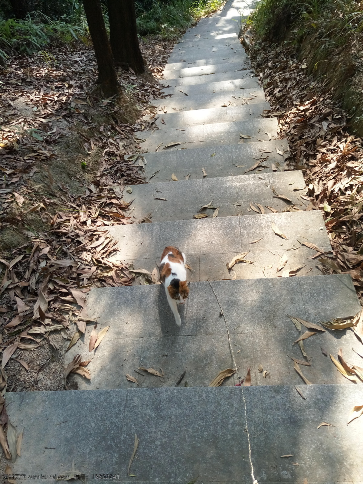 小猫爬山 小猫爬楼梯 包里的猫 山间小路 小猫爬树 小猫 三色猫 小花猫 水草 小路 绿草 绿藤蔓 水上城市 湖泊 小河 大海 林间小路 傍晚 意境图 古镇 古建筑 灯塔 温馨 暖色 小草 自然风景 夜色 照片 晚上 风景照 蓝天 白云 云图 背景素材 风景 全景图 天空 蓝色 自然景观