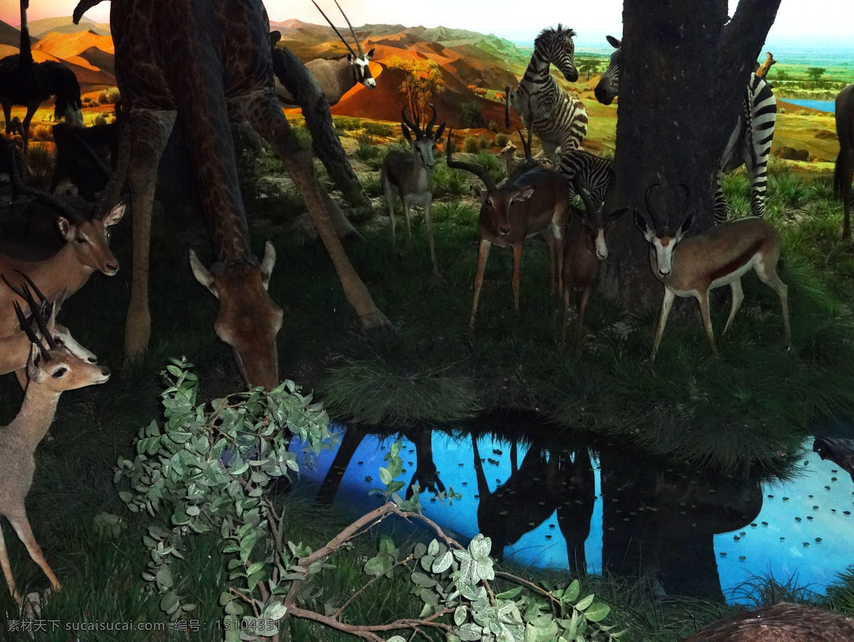 斑马 长颈鹿 湖边 羚羊 生物世界 鸵鸟 野生动物 草原动物模型 动物模型 饮水 展览 自然 自然博物馆 装饰素材 展示设计