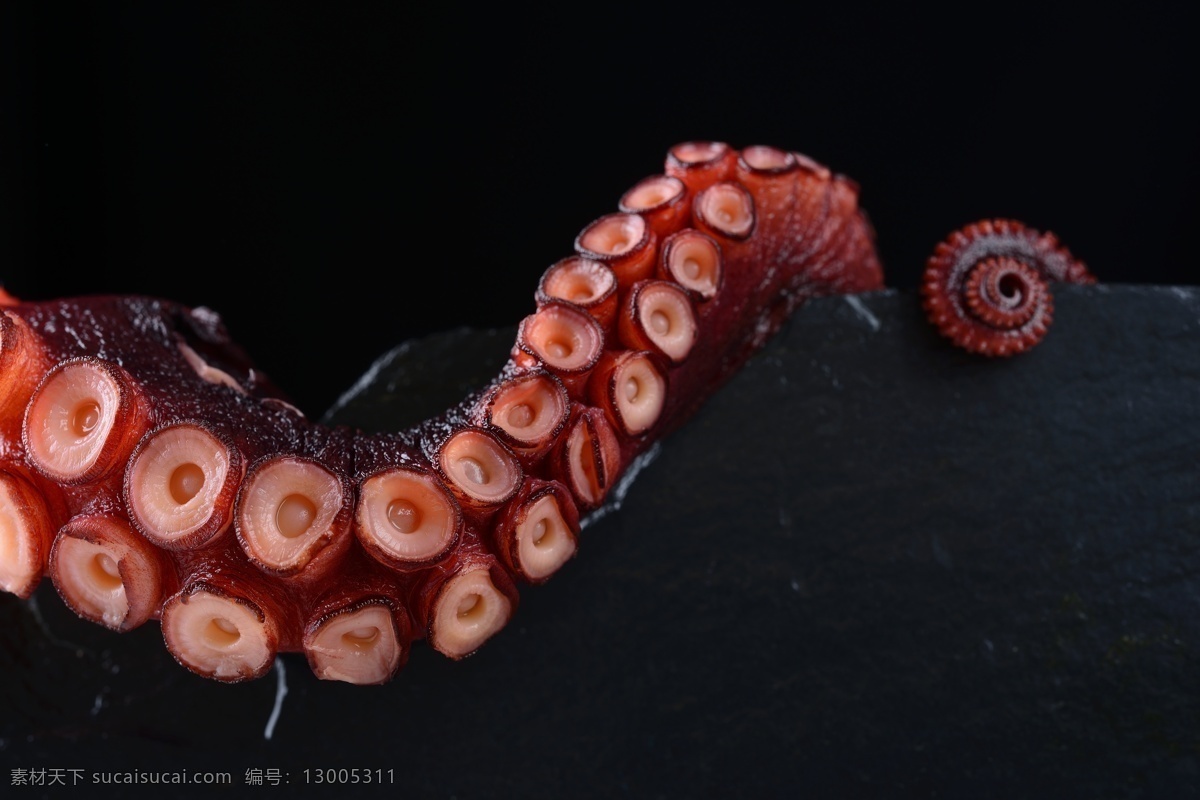 章鱼 乌贼 海洋生物 海鲜 海底生物 生物世界