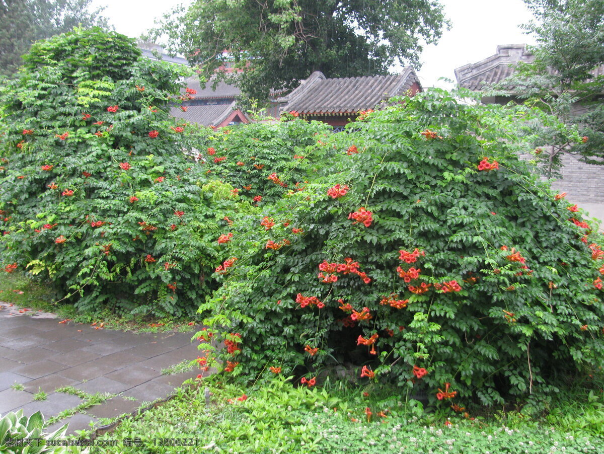 凌霄花 凌霄 紫葳 花卉 花儿 花朵 植物 花草 绿化景观 园林绿化 凌霄凌霄花 生物世界
