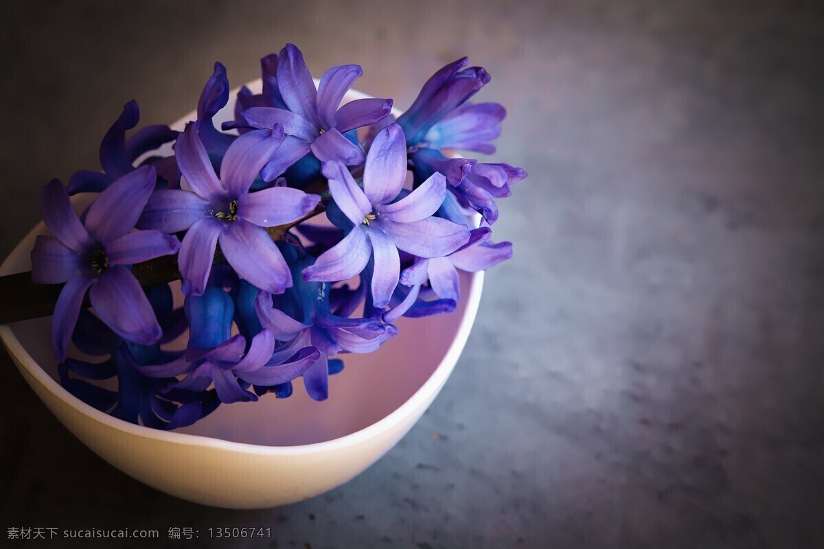 紫色 风信子 紫风信子 紫色花朵 紫花 鲜花
