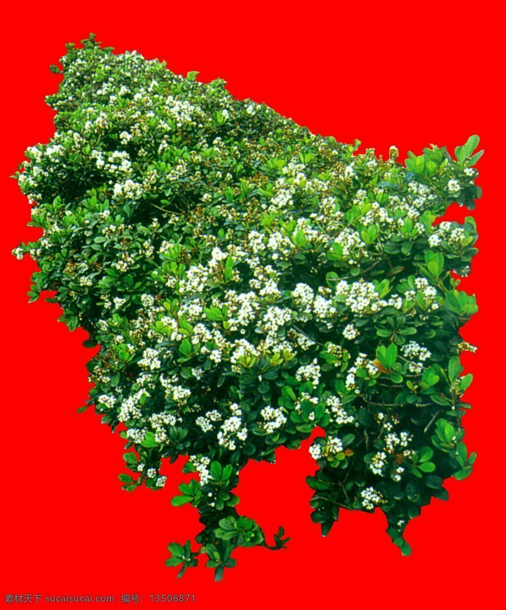 灌木 植物 贴图素材 建筑装饰 1957 设计素材 红色