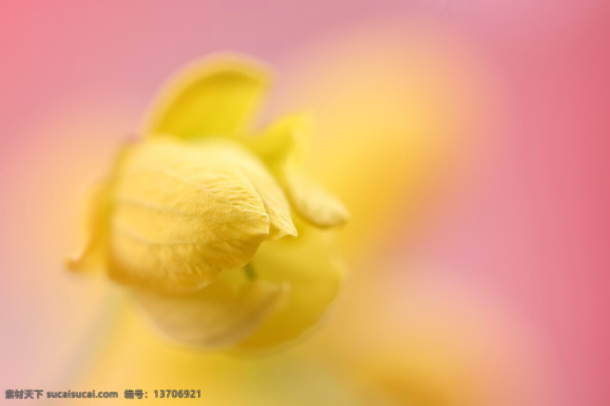 唯美 黄色 花苞 高清 黄花 黄色花朵 花瓣
