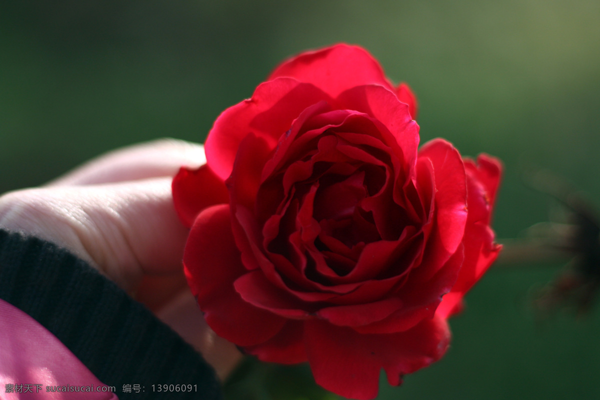 红玫瑰 花 花草 花花草草 花卉 玫瑰 玫瑰花 情侣 手拿红玫瑰 野生红玫瑰 情人节 野外 情人 生物世界 节日素材 情人节七夕