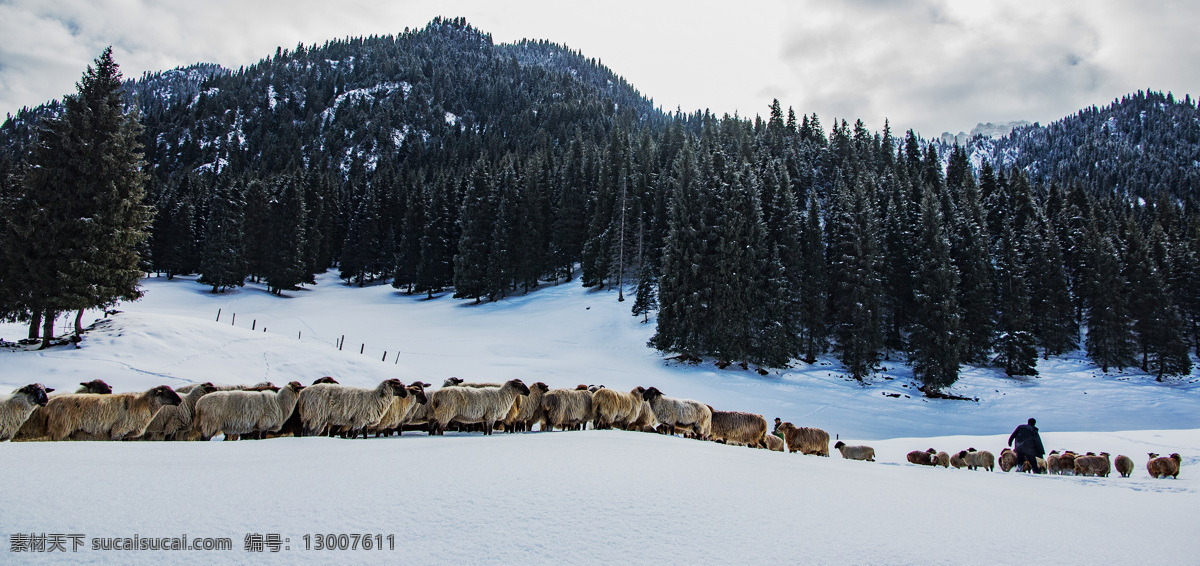 初冬 乌鲁木齐南山 山峦 树林 牧羊 迁徙 白雪 针叶林 树木 森林 绵羊 新疆风光图片 旅游摄影 国内旅游