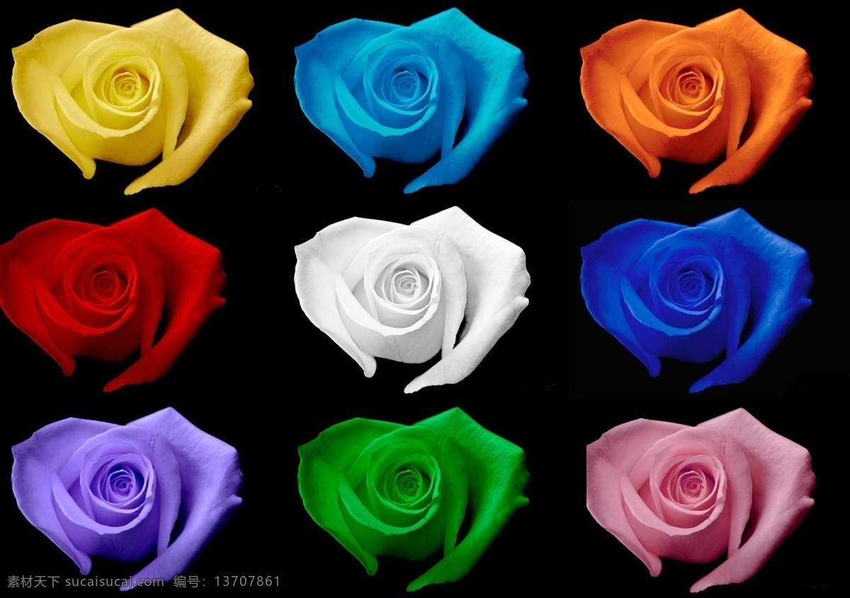 彩色 玫瑰花 模板下载 彩色玫瑰花 分层 源文件 黑色