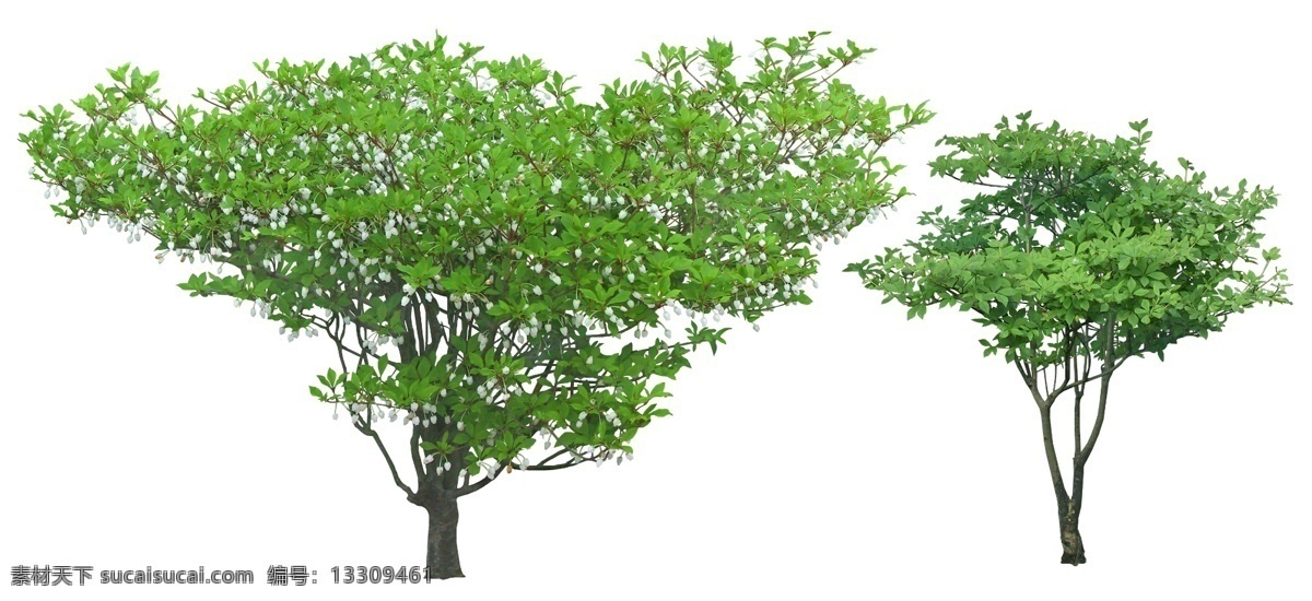 吊 钟花 吊钟花 吊钟花psd 乔木 树木 植物素材 psd素材 植物 绿化素材 灌木素材 环境设计 景观设计