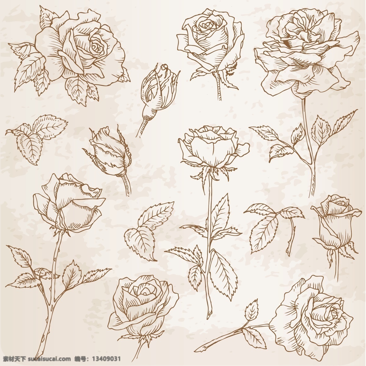素描玫瑰 素描 玫瑰 手绘 矢量 花草 生物世界
