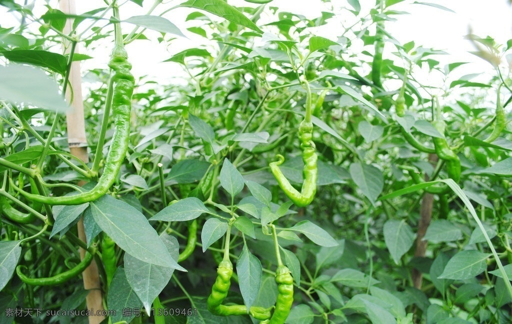 辣椒 架子 绿叶 农庄 棚子 绿色 杂草 植物 田园风光 自然景观
