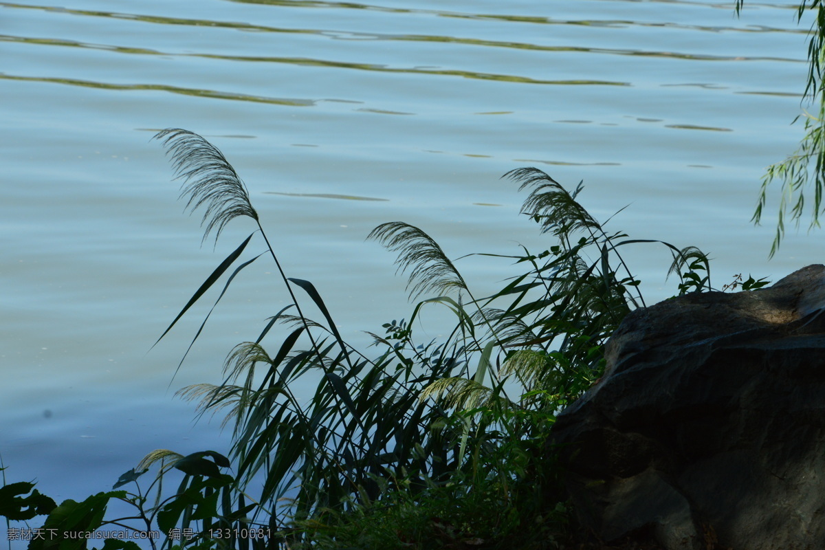 颐和园青芦花 芦花 颐和园美景 西堤美景 芦苇 芦苇花 园林美景 园林 植物 花草 花穗 绿化景观 园林景观 芦花蒲花 生物世界