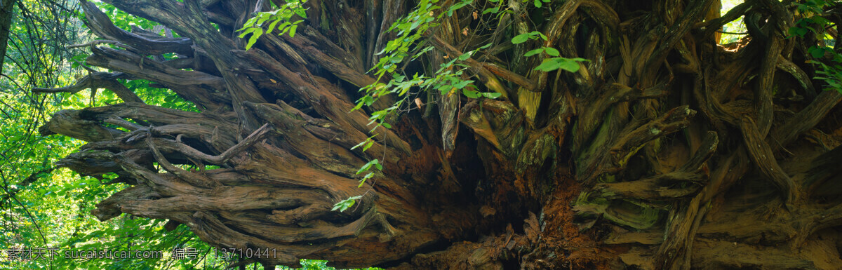 枯木逢春 春季 春天 环保 枯木 绿色 生命力 生物世界 植物 树木树叶