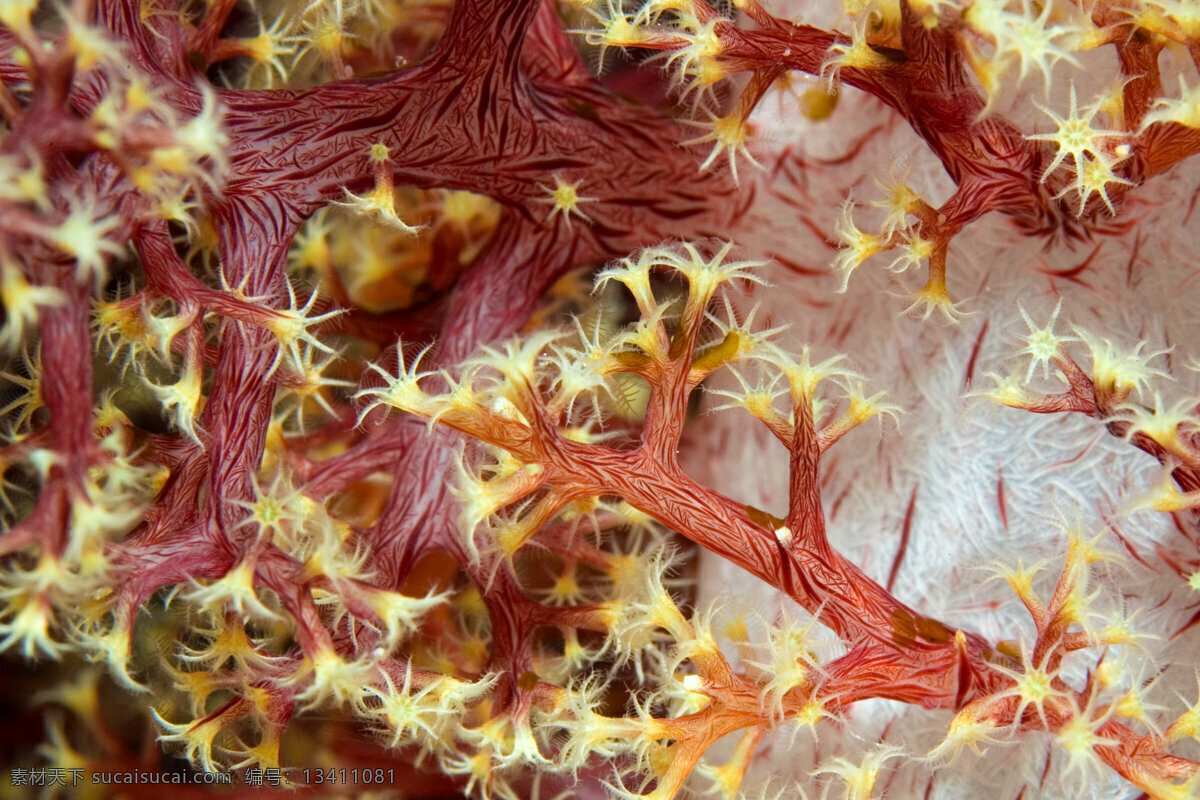 海中 生物 海底摄影 海底世界 海底 海洋 大海 海中生物 自然界 珊瑚 大海图片 风景图片