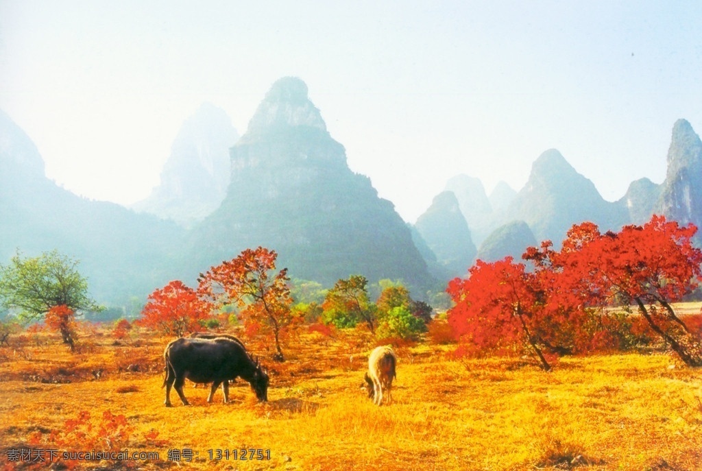 螺丝山牧牛 牛 桂林风景 桂林山水 秋色 摄影作品 自然景观