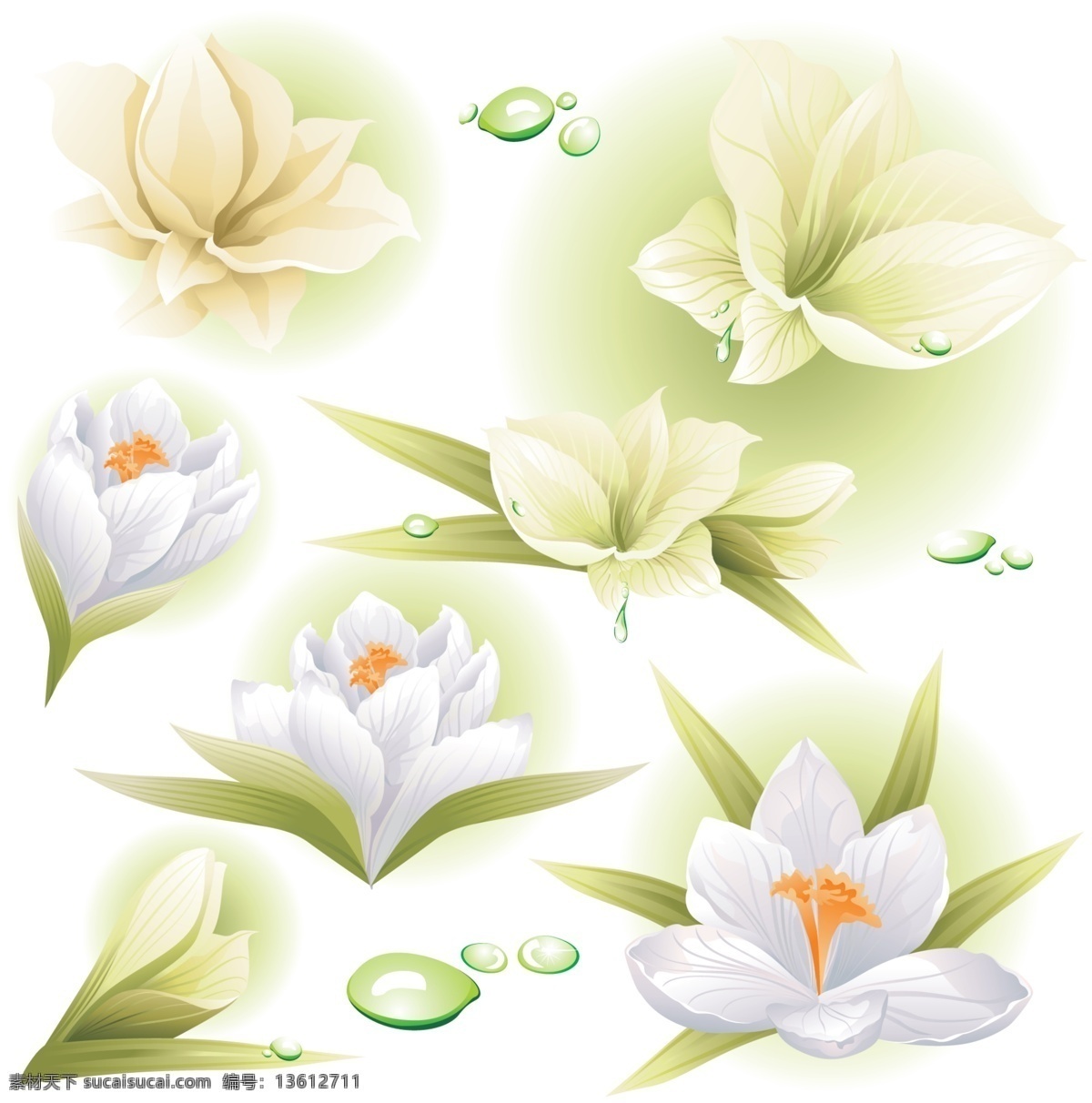 淡雅 鲜花 花朵 矢量图 花瓣 花苞 花蕾 水珠 淡雅鲜花 盛开花朵 鲜艳花卉 其他矢量图