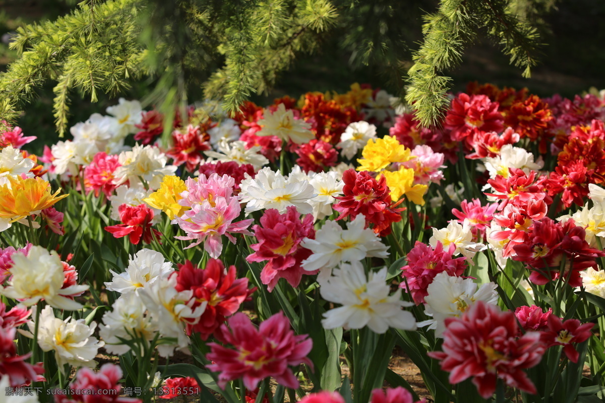 春天 花开 百花齐放 公 公园 花朵 自然景观 自然风景
