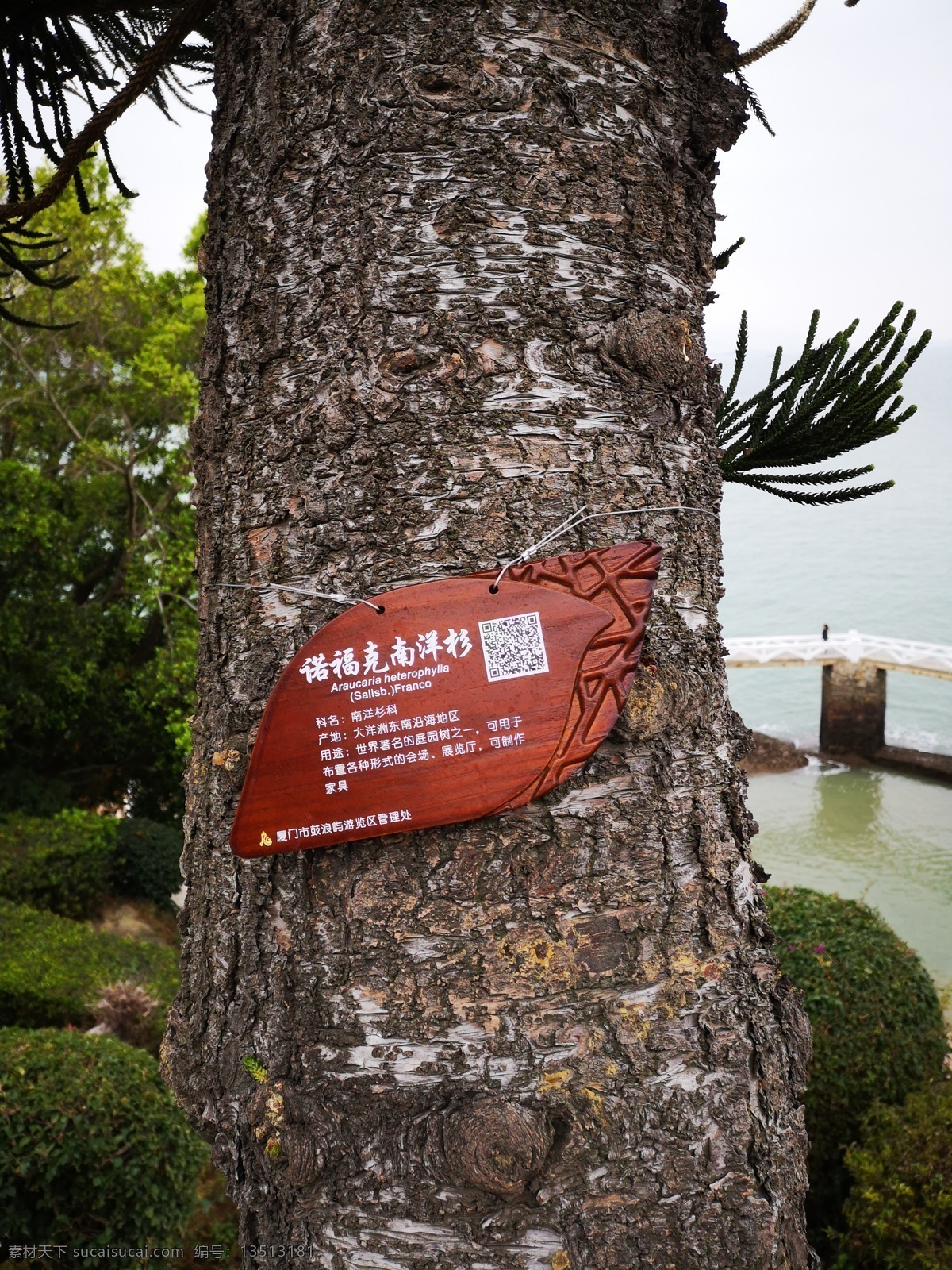 树木指示牌 树叶 木 木标牌标牌 铜 精工 门牌 艺术 房牌 精品 创意 标识 复古 仿古 做旧 铜牌 紫铜牌 景区 南普陀寺 花草树木 旅游摄影 国内旅游