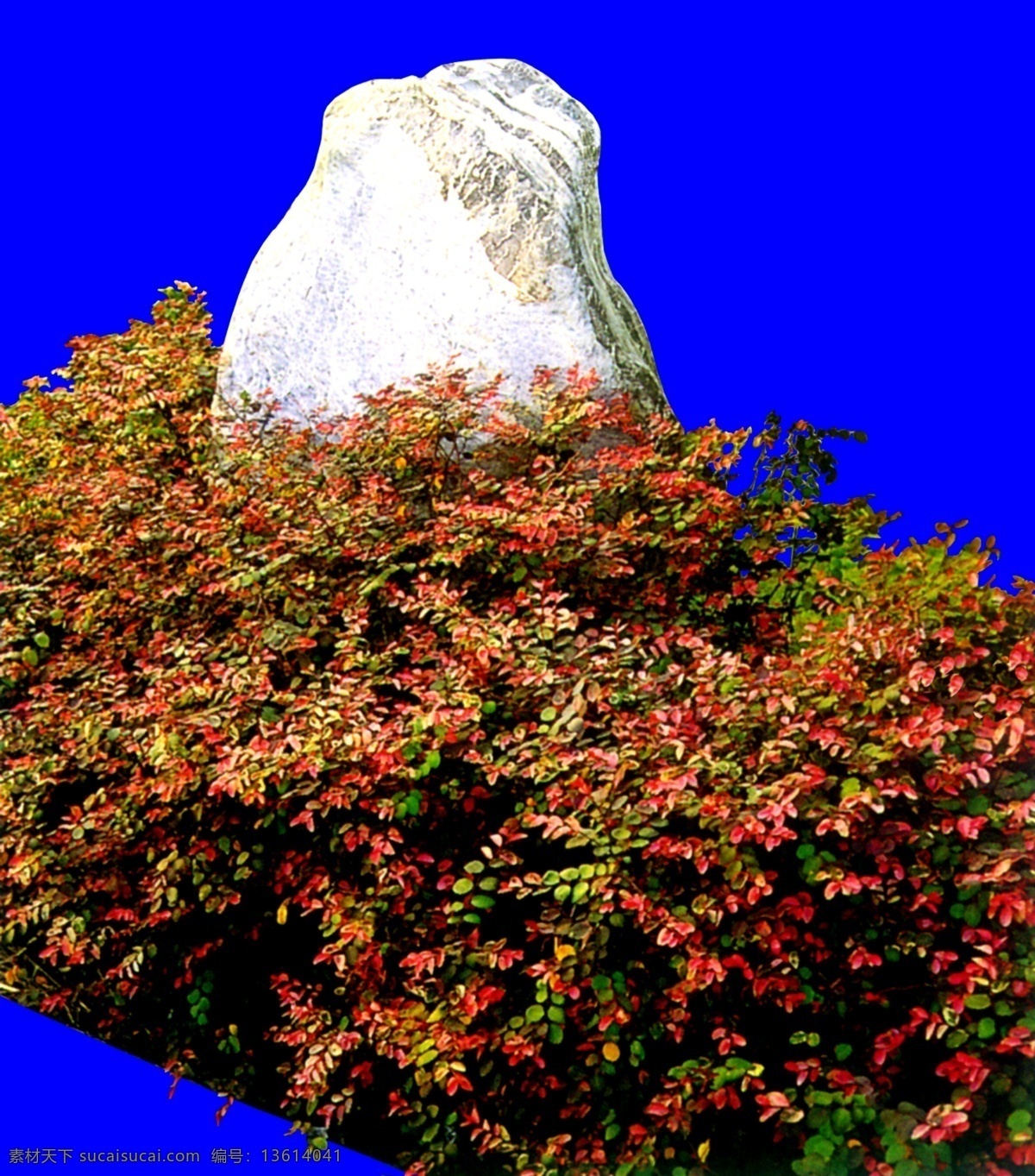 灌木 效果图 植物 配景 园林植物 配景素材 园林 建筑装饰 设计素材 3d模型素材 室内场景模型