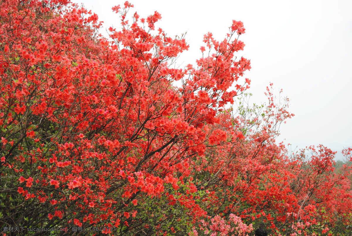 映山红 花 花园 美景 山水图 风景 红花 花草 生物世界